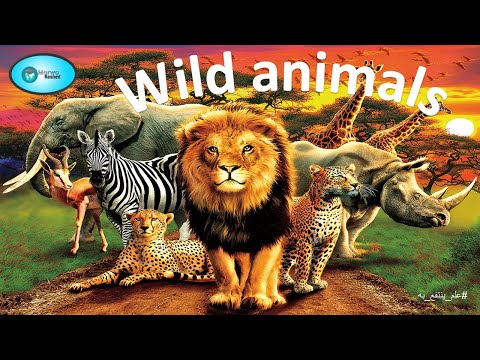 Wild animals names in English with pictures