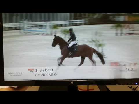 2011 gelding WESTF Camax L x Dinard L