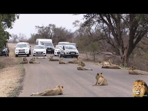Largest Lion Pride Ever Blocking Road In Kruger National Park Jungle South Africa
