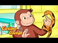 George And The Runaway Snake Curious George Kids Cartoon Kids Movies