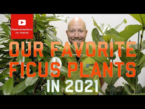 , title : 'Our favorite Ficus plants 🌱 in 2021'
