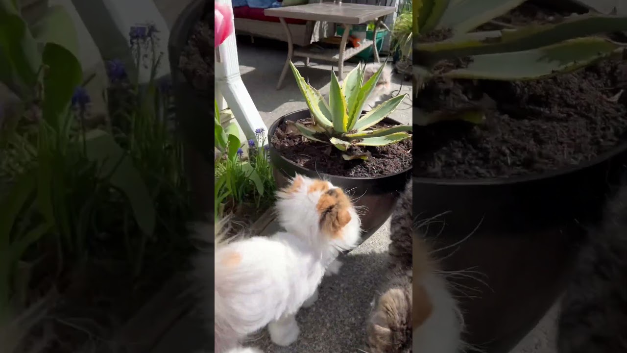 Cats and tulips 💐 #shorts #cat #tuliptime #tulip #flowers #yard #garden