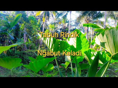 Tabuh Rindik - Ngabut Keladi Terbaru ( Menenangkan Pikiran)