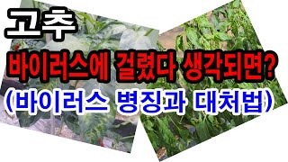 고추 바이러스병에 걸렸다 생각되면?-고추바이러스병 증세, 바이러스병 대처법(고추 칼라병, 고추 토마토반점위조…
