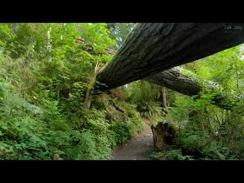 Walk the Best of Hoh Rainforest, Olympic National Park | 30 Minutes 4K (actual sound)