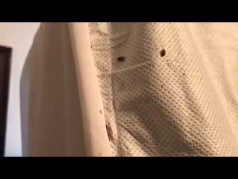 Bed Bugs in Long Branch, NJ