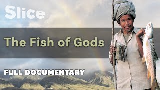 The Fish of Gods I SLICE I Full documentary