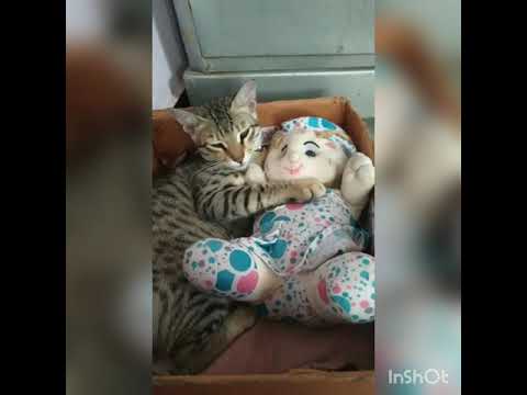 Sleep meenu cute and comedy and funny