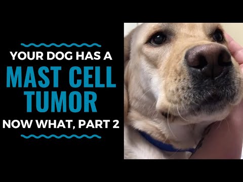 Mast Cell Tumors In Dogs Treatment Options, Now What, Part 2 Vlog 64