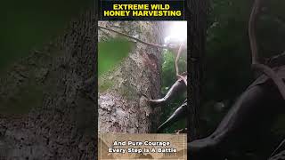 Unbelievable! Harvesting Honey From Dangerous Tall Trees