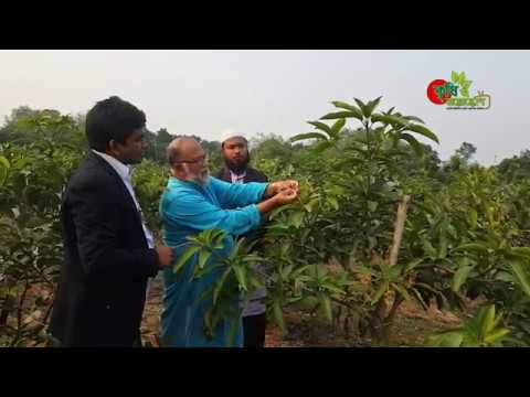 সত্যিকারের বারোমাসি আম এবং প্রফেসর ডঃ এম এ রহিম স্যার - ফল গাছের যত্ন ও পরিচর্যা সম্পর্কে জানুন