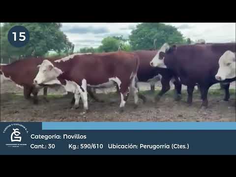 Lote NV CONSUMO - Perugorría Ctes