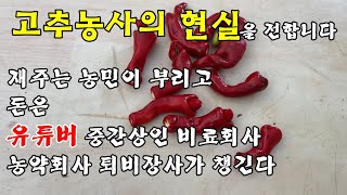 돈은 유튜버, 중간상인, 농약회사, 비료회사가 챙기고 재주는 농민이 부린다/고추농사의 현실