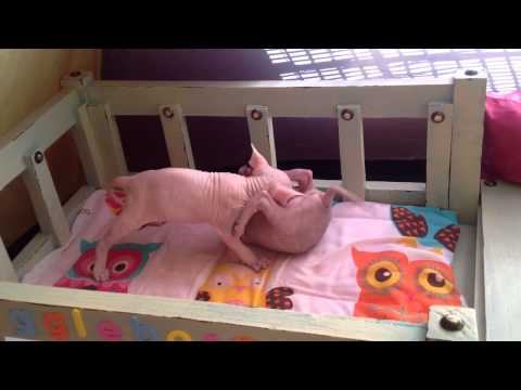 Ragnar and Isis - Karate killers