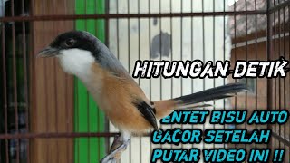 Download lagu Pentet gacor untuk Pancingan burung macet bunyi!! mp3 Download lagu Pentet gacor untuk Pancingan burung macet bunyi!! mp3