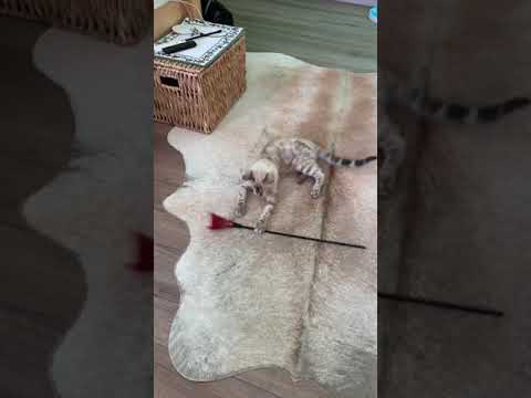 What to do snow bengal kitten when he's at home