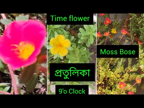 Time Flower// টাইম ফুল// প্রতুলিকা ফুল// YouTube video #ফুল #yellow #yashashree