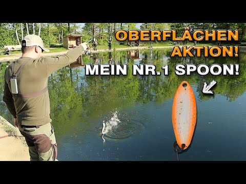 Forellenangeln im Sommer | Mein Nr.1 Spoon für die Oberfläche | Forellenangeln bei WILD