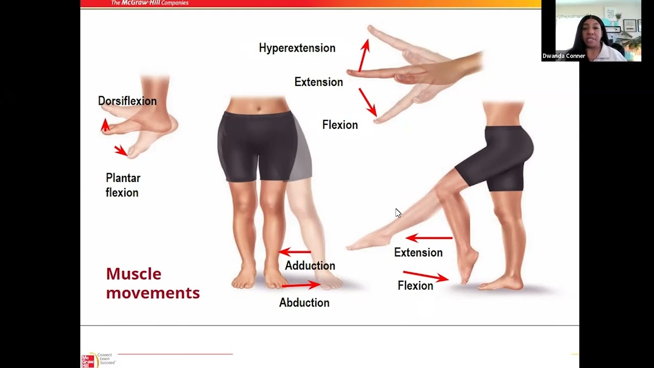 03 Skeletal and Muscular systems Muscle Movement