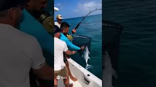 Download lagu MONSTER Fish Caught on Camera... But It's NOT REAL mp3
