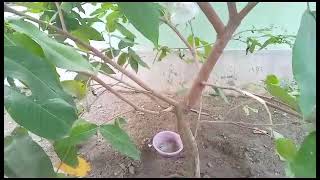 Download lagu Di rekomendasikan untuk di tanam di tanah langsung #JAMBUAIRGREENGIANT #butoijogreengiant #GREEN mp3 Download lagu Di rekomendasikan untuk di tanam di tanah langsung #JAMBUAIRGREENGIANT #butoijogreengiant #GREEN mp3