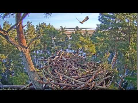 2017/02/14 08h54m Estonia WTE  Eagle flew past