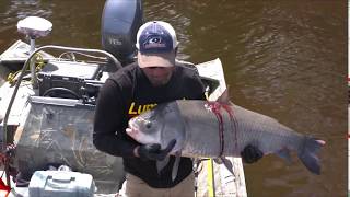 Bow Fishing 70 Pound Carp  4k