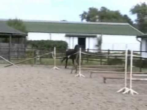 7. by Diamant de Semilly a young stallion at training for license tests. free show jumping