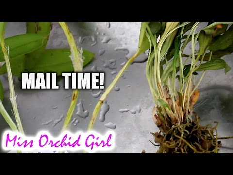 Mail time! Orchids and letters from you + Orchid disaster