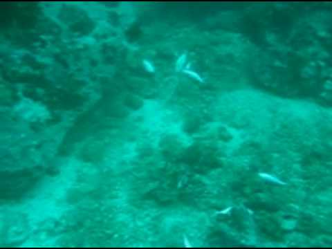 Shark Cave, Shark Cave,Myanmar