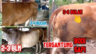 Download lagu CHARACTERISTICS OF THE DIFFERENCE BETWEEN PREGNANT COWS AND SUPER JOGROK AND HALF SUPER COWS# mp3