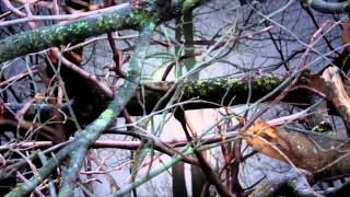 Ian o'Brien - Vagalume (PFG009LP)