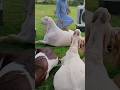 Bakra Eid Mubarak Bakrid Mubarak Eid Ul Addha Mubarak Goat Bakra Bakrid Eiduladha Shorts