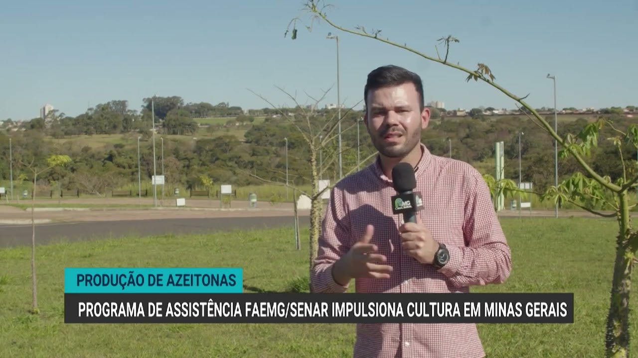 Assistência técnica impulsiona produção de azeitonas no Sul de Minas