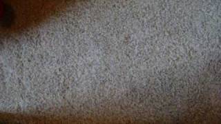 A Little Duncan Christmas Cheer