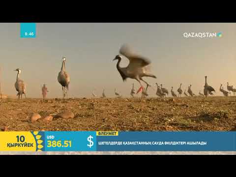 Тырналар туралы қызықты деректер | Нұргүл Мәлтік