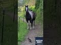 Rabbit Scares Horses Funny Animals Voiceover