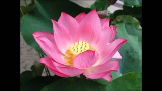 The Tea Party - Spoken Word