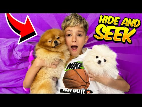 HIDE AND SEEK CU CATEII MEI !!