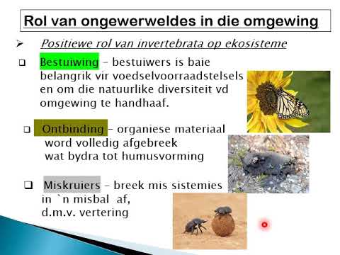 LEWENSWETENSKAP GRAAD 11: 28 April 2020 - periode 7 (28117)