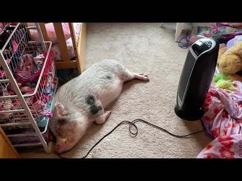 Hamlet the Mini Pig: Loves the Space Heater