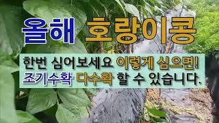 올해는 호랑이 콩 한번 심어보세요 이렇게 심으면 조기 수확, 다 수확 할 수 있습니다. #주말 농장에서 호랑…