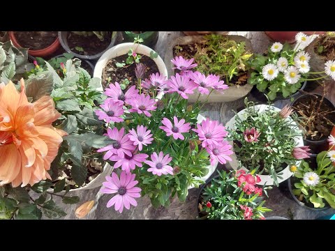 Beautiful flowers bloom in my balcony #gardening #plantlover