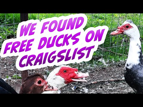 Free Muscovy Ducks on Craigslist - Huge Score!
