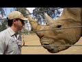 Rhino Pregnancy Announcement Safari Park