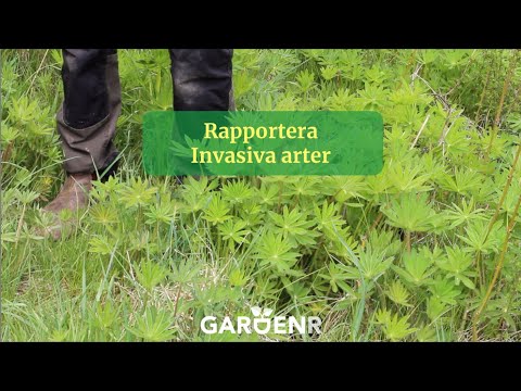 Vad är invasiv? Rapportera invasiva arter - Trädgårdshacks med GardenR