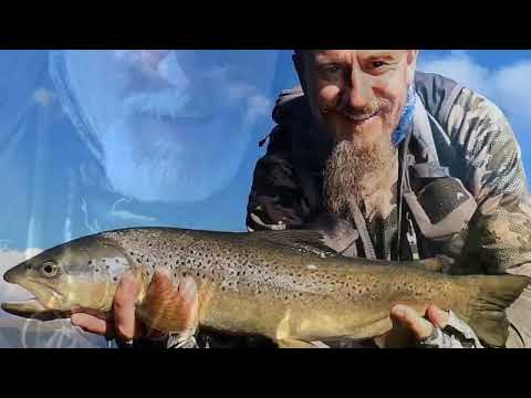 TRAILER - HUGE BROWN TROUT NUMBERS