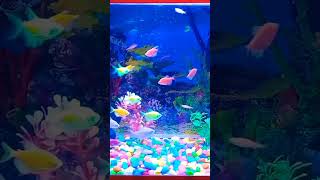 Colourful Cute  Fishes  Fish Aquarium #shorts @she