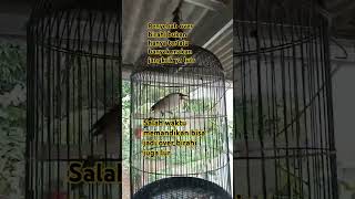 Download lagu Penyebab over birahi burung kutilang #berkicau #kutilanggacorisianmuraibatu mp3