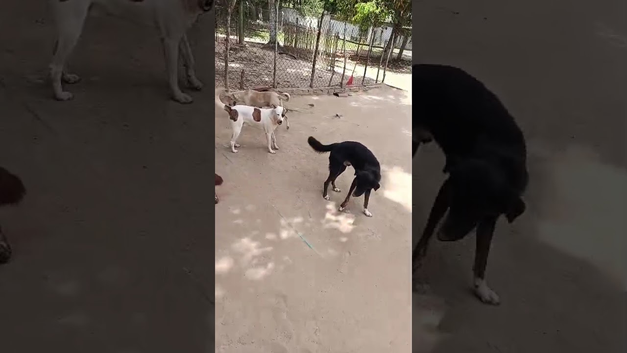 Food campaign for rescued animals on farm video